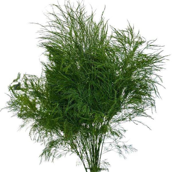 Plumosa