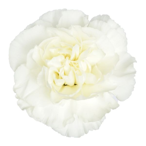 White Carnations – Elegant Pure White Wholesale Carnations in Bulk for Events & Bouquets

