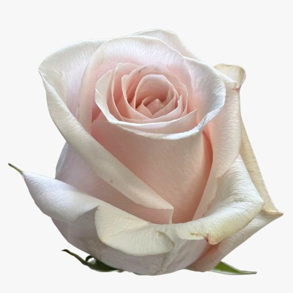 Blush Pink Pomarosa Roses