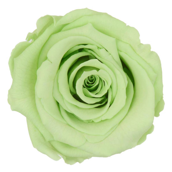 Preserved Light Green Roses – Wholesale Long-Lasting Green Roses