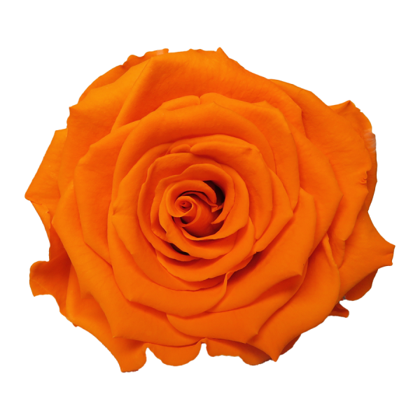 Preserved Roses Orange 