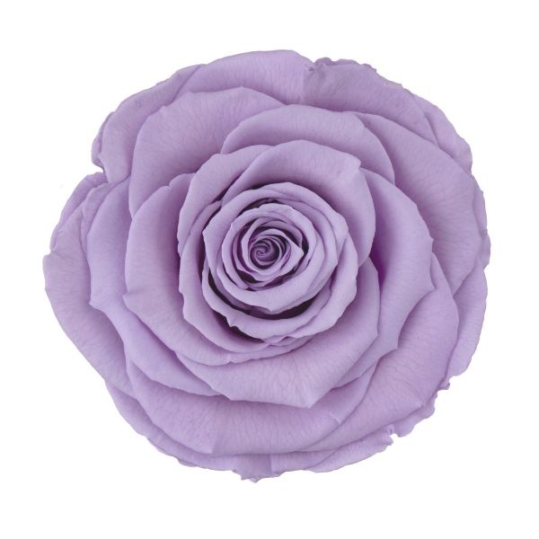 Preserved Lavender Roses