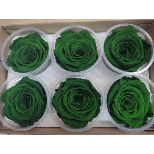 Preserved Green Roses – Wholesale Long-Lasting Green Roses