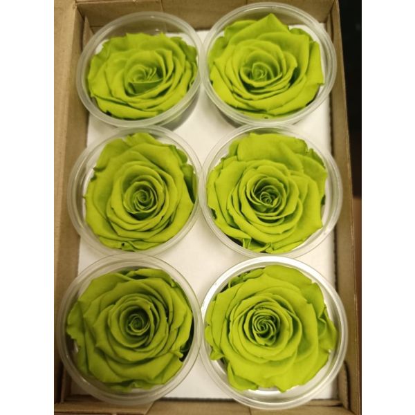 Preserved Light Green Roses – Wholesale Long-Lasting Green Roses