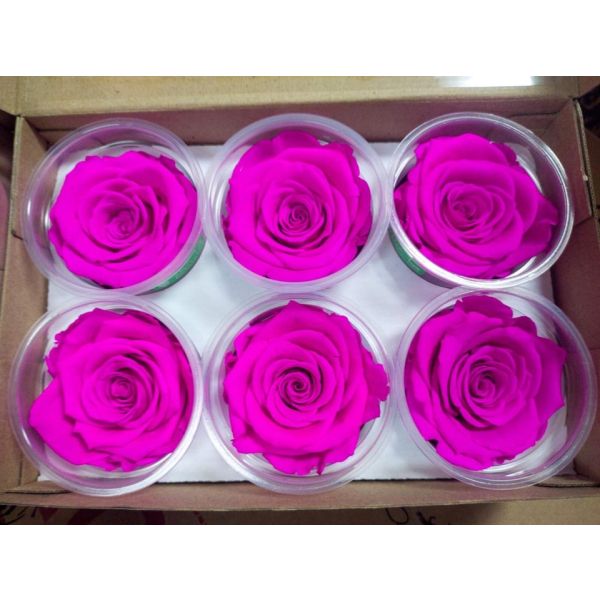 Preserved Roses Fuchsia Pink