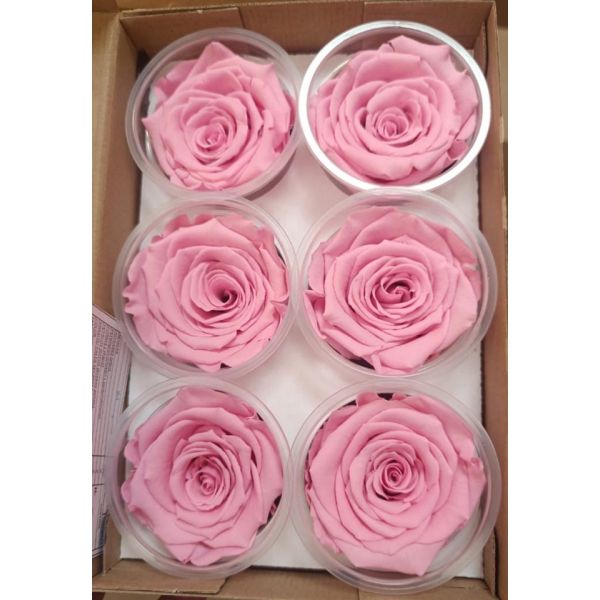 Preserved Roses Light Pink
