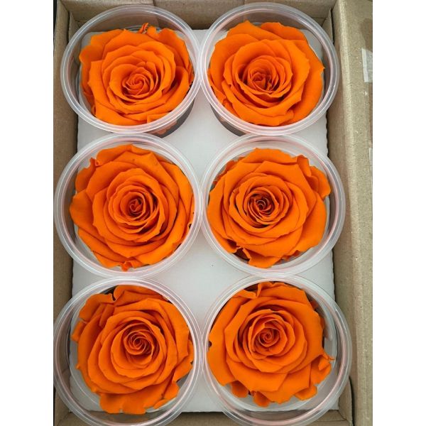Preserved Rose Orange
