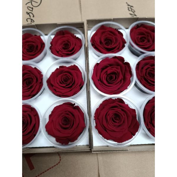 Preserved Roses Red