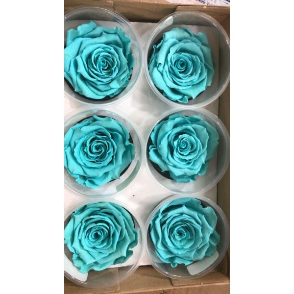 Preserved Tiffany Blue Roses