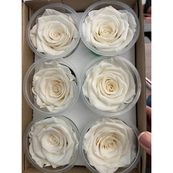 Preserved Roses White