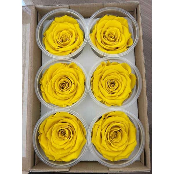 Preserved Roses Yellow