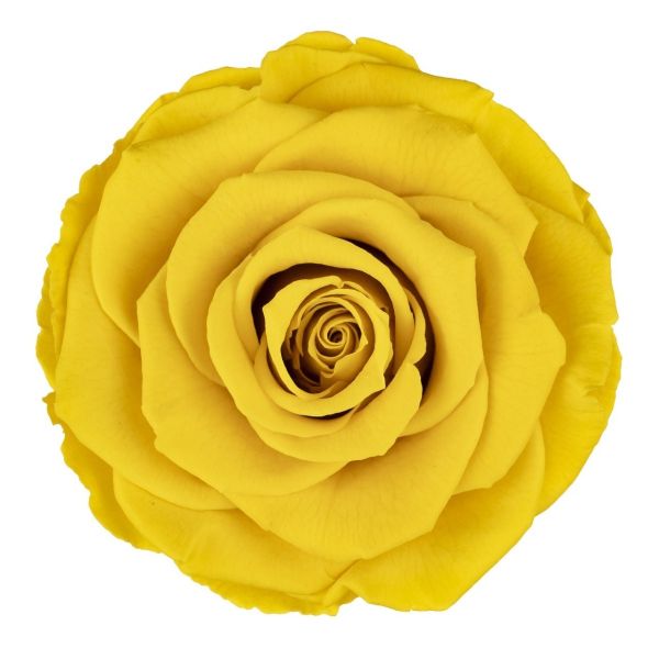 Yellow Preserved Roses