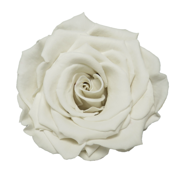 Preserved Roses White