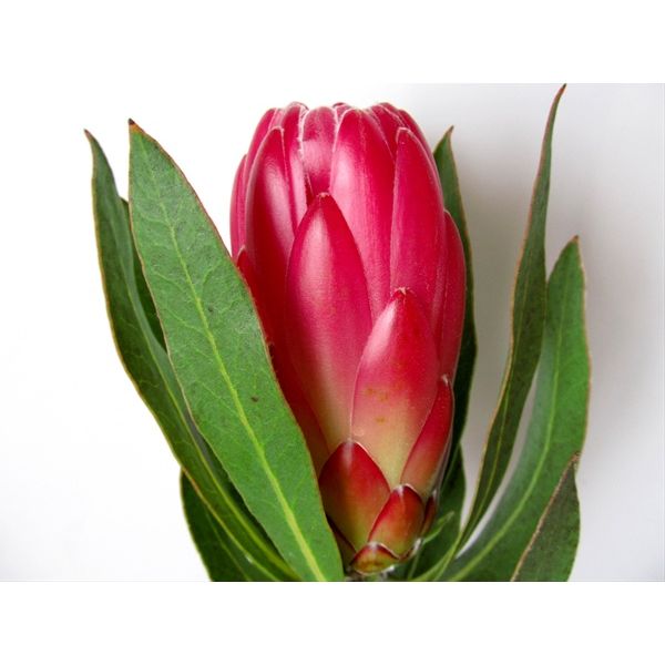 Protea Brenda Red