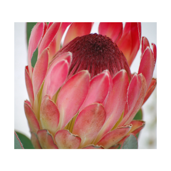 Protea Silvia