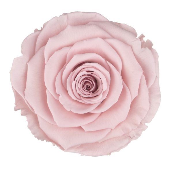 Preserved Blush Pink Roses