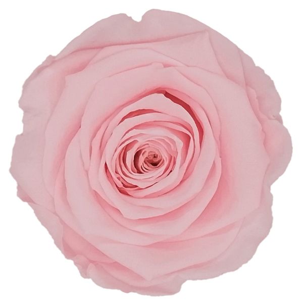 Preserved Light Pink 