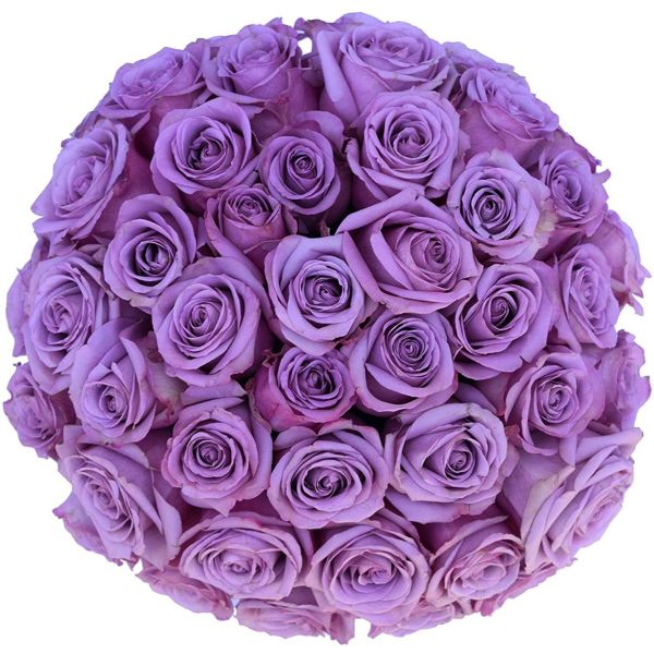 Purple Roses 40 cm Pack 100
