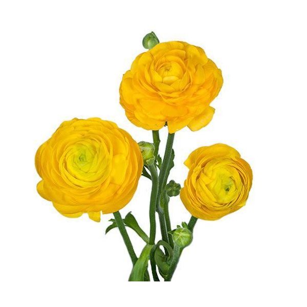 Ranunculus Yellow