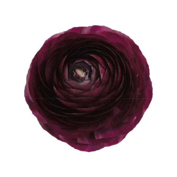 Ranunculus Burgundy