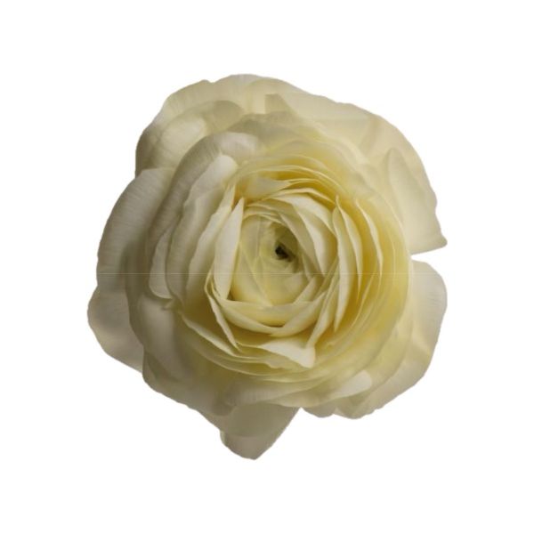 Ranunculus Cream