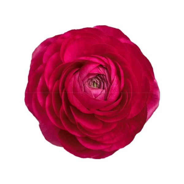 Ranunculus Hot Pink