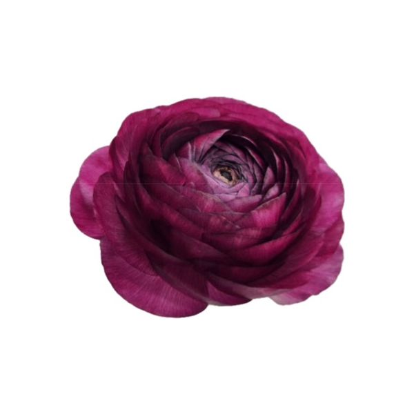 Ranunculus Malva