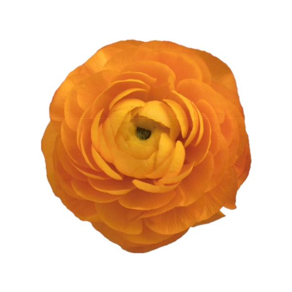 Ranunculus Orange