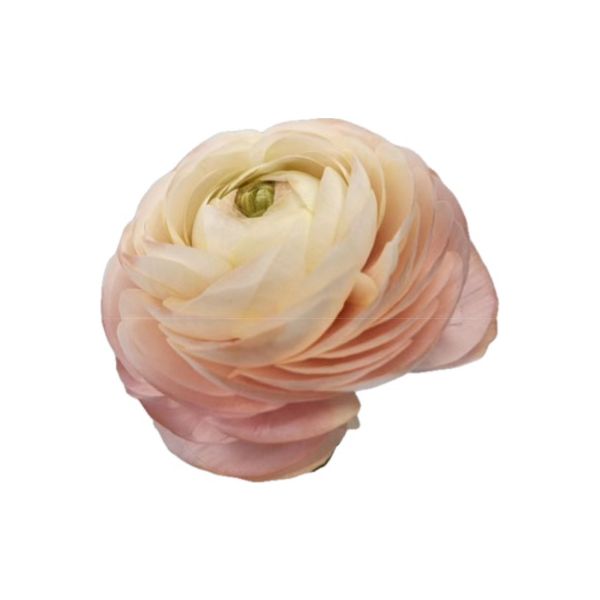 Ranunculus Pastello Peach
