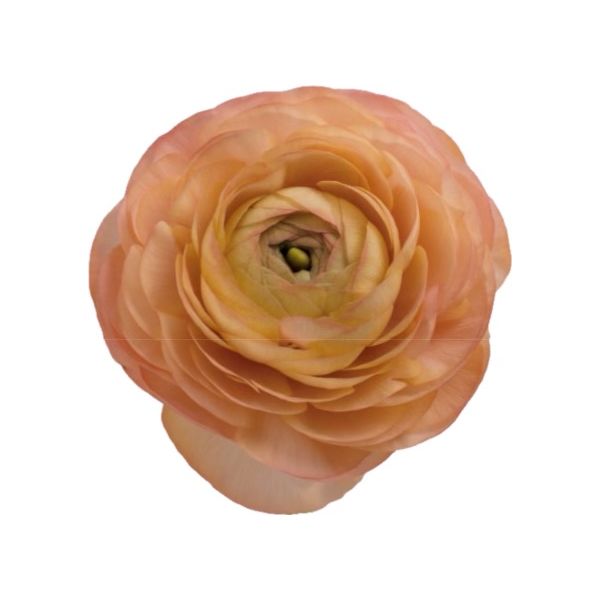 Ranunculus Peach
