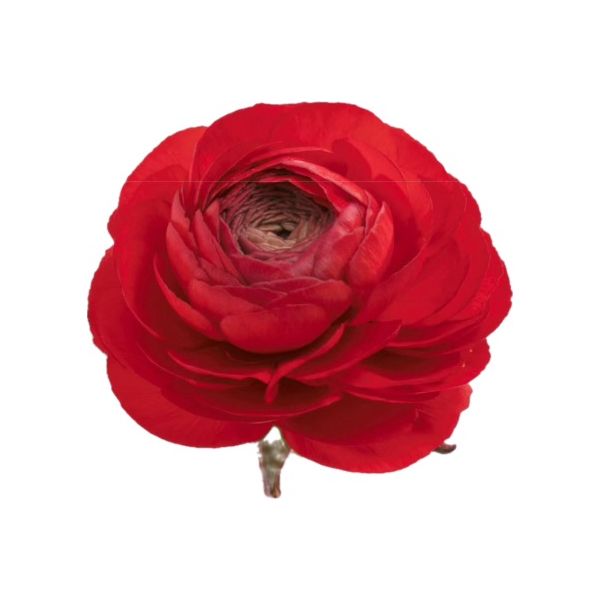 Ranunculus Red