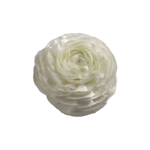 Ranunculus White