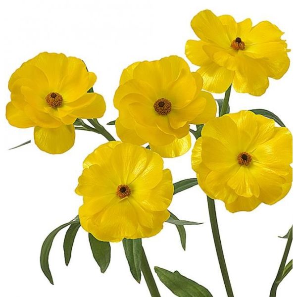 Ranunculus Butterfly Yellow