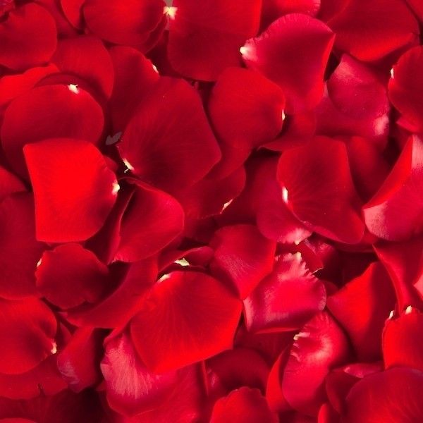 Red Rose Petals, bulk for events