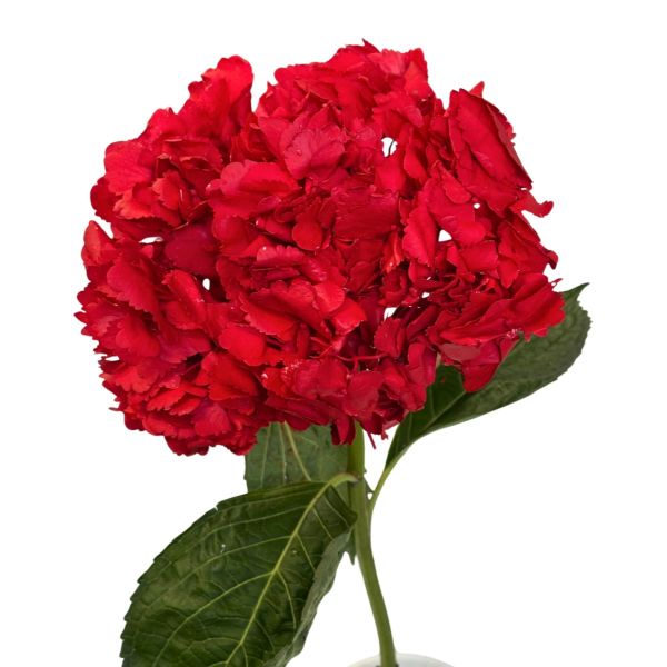 Hydrangea Tinted Red