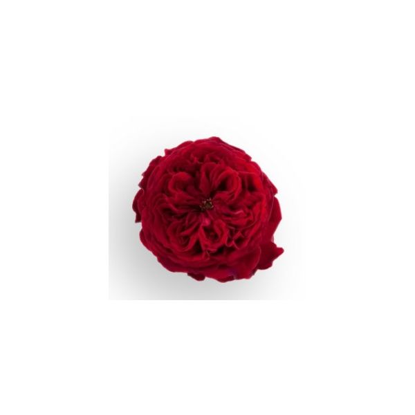 Garden Rose Tess Red