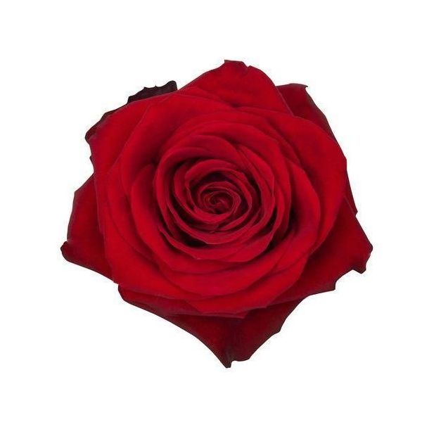 Red Rose 70 cm Freedom