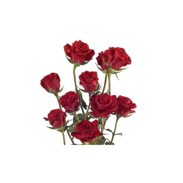 Spray Rose Red Mikado