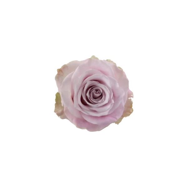 Mauve Pink Rose Faith