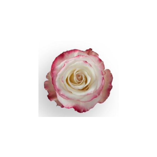 Rose Sweetness Bi-color White & Pink