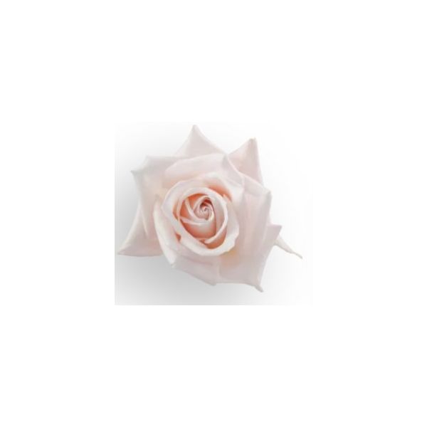 Blush Pink Rose Sweet Akito