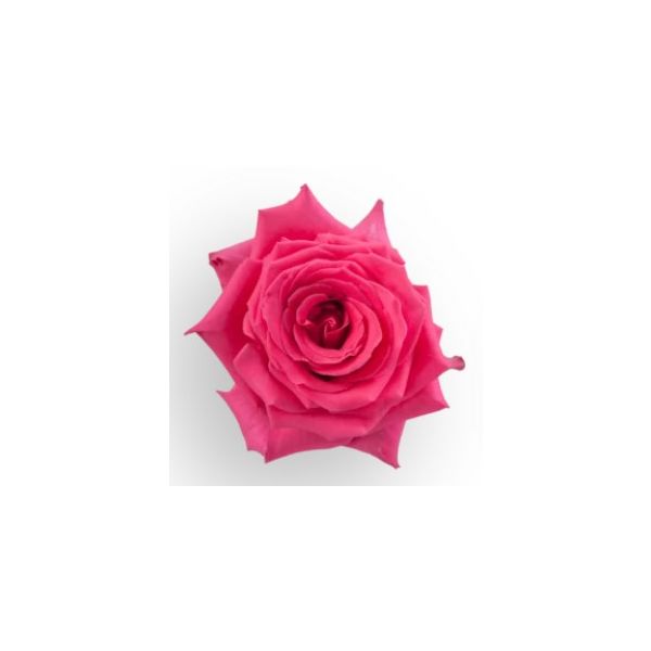 Hot Pink Rose Full Monty