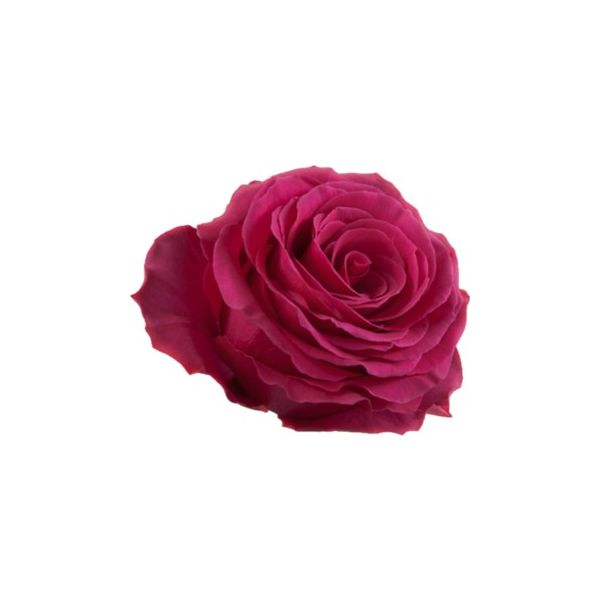 Hot Pink Rose Hot Spot