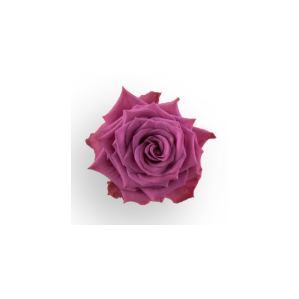 Lavender Rose Blue Berry