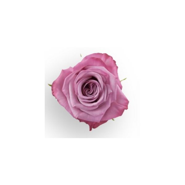 Lavender Rose Moody Blue