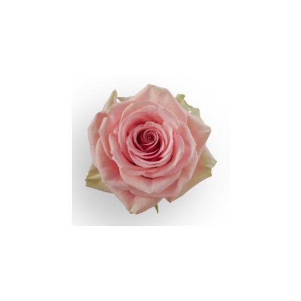 Light Pink Rose Geraldine
