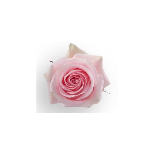 Light Pink Rose Luciano