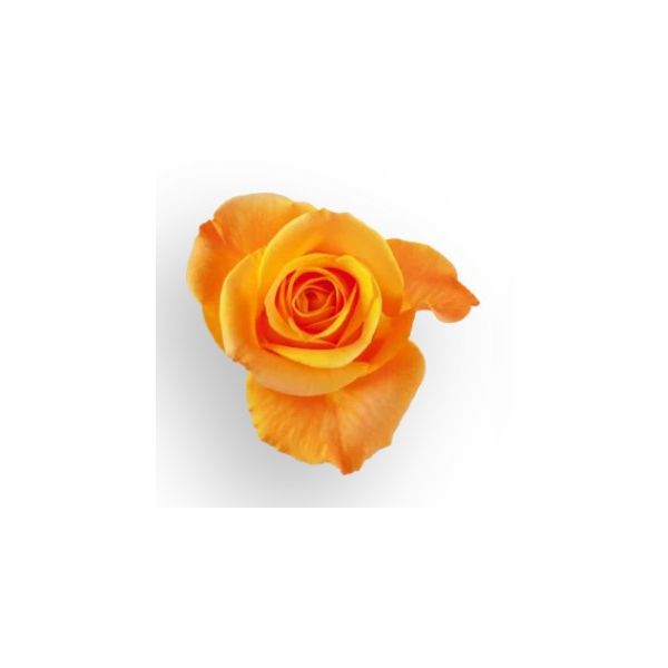 Orange Rose Aloha