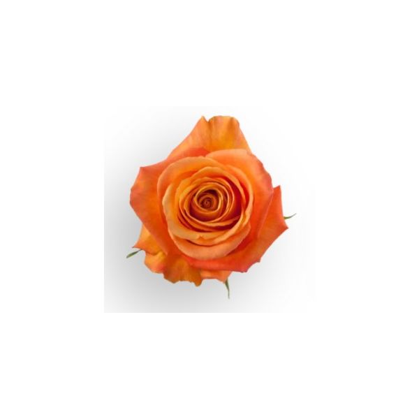 Orange Rose Confidential