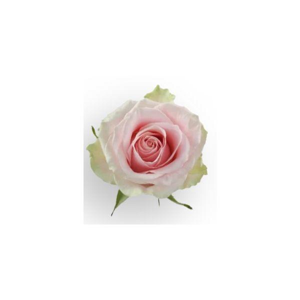 Light Pink Rose Fruteto